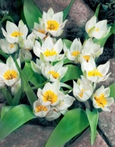 Skalkové Tulipa polychroma Skalkové Tulipa polychroma