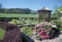 Rhododendron yakushimanum, kompaktně a úhledně rostoucí, bohatě kvetoucí kultivary.