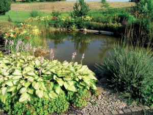 Měkké žlutě panašované listy bohyšky (Hosta fortunei) vynikají v břehovém porostu jezírka.