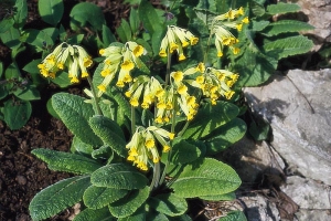 Půvabná prvosenka jarní (Primula veris) a další nenáročné druhy, zejména prvosenka vyšší (P. elatior) a prvosenka bezlodyžná (P. vulgaris), spolehlivě kvetou a rozmonžují se nejen po korunami stromů, ale také v trávníku ovocného sadu.