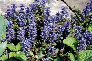 Odnožující zběhovec (Ajuga) je nádherný v době květu, červenolisté odrůdy zpestřují místa s jarními koberci i v létě.