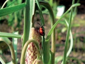 Na něžném řebčíku kostkovaném (Fritillaria meleagris) nebo větším řebčíku královském můžete nachytat jasně červeného parádníka - chřestovníčka liliového.