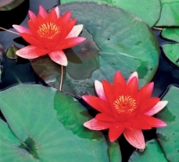 Lekníny (Nymphaea sp.) rostou ve stojatých, nebo alespoň velmi klidných vodách.