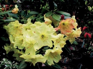 Květen je čas azalek a pěnišníků – nádherných keřů rodu Rhododendron.