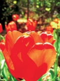 Narcisy, hyacinty a rané odrůdy tulipánů odkvétají.