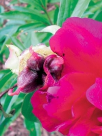Narcisy, hyacinty a rané odrůdy tulipánů odkvétají.