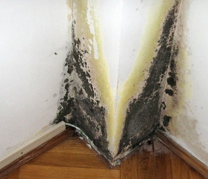 Příklad vlhkostí a plísněmi zdevastovaného interiéru, který je kvůli toxicitě spor neobyvatelný a musí podstoupit hlubší sanaci.
