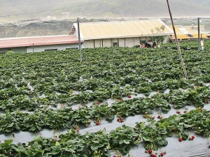 Zvláště na plantážích se jahodník často chrání fólií před plevelem a šířením plísně šedé.