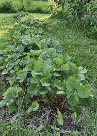 Dvouleté rostliny jahodníku jsou na vrcholu svých sil. Po třech až čtyřech letech již mají plody drobné a malé.