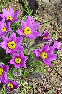 Koniklec (Pulsatilla obecný) Koniklec (Pulsatilla obecný)