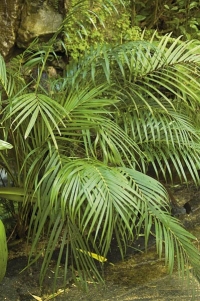 Chamaedorea cataractarum: Rod Chamaedorea patří k nejvhodnějším palmám do bytu. Chamaedorea cataractarum dorůstá sotva metrové výšky, je však dosti vlhkomilná. Hodí se k domácímu bazénu, velkému akváriu nebo fontánce v zimní zahradě. Snese i hluboký stín. Chamaedorea cataractarum: Rod Chamaedorea patří k nejvhodnějším palmám do bytu. Chamaedorea cataractarum dorůstá sotva metrové výšky, je však dosti vlhkomilná. Hodí se k domácímu bazénu, velkému akváriu nebo fontánce v zimní zahradě. Snese i hluboký stín.