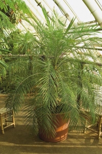 Phoenix dactylifera: Phoenix dactylifera patrně není původním druhem, ale křížencem jiných datlovníků. Patří však k nejstarším užitkovým rostlinám v dějinách lidstva, nejstarší nálezy fíků se odhadují na 11 000 let. Je vhodný pouze do velkých nádob na nádvoří hradů a zámků s vlastní oranžerií. Phoenix dactylifera: Phoenix dactylifera patrně není původním druhem, ale křížencem jiných datlovníků. Patří však k nejstarším užitkovým rostlinám v dějinách lidstva, nejstarší nálezy fíků se odhadují na 11 000 let. Je vhodný pouze do velkých nádob na nádvoří hradů a zámků s vlastní oranžerií.