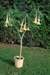 Kam durmany řadíme? Do obrovské čeledi lilkovitých (Solanaceae).