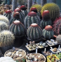 Živé kameny, rod Lithops či Conophytum.