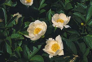 V Evropě se v minulých staletích pěstovala především pivoňka lékařská (Paeonia officinalis L.).