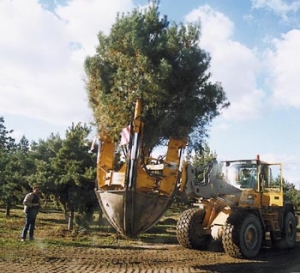 1. Stromy jsou vyjmuty ze země pomocí spec. strojů, aby se nepoškodil bal (borovice - Pinus nigra, hmotnost asi 3,5 t).