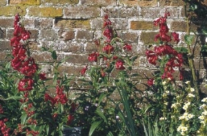 Dračíky (Penstemon) se u nás pěstují spíše jako letničky, odolnější druhy jsou ale vytrvalé. Kvetou celé léto.