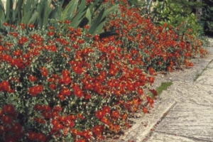 Devaterník (Helianthemum) má spoustu barev - cihlově červená výborně ladí s kamennou dlažbou.