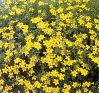 Dvojzubec (Bidens ferulifolia)