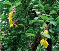 Gmelina philippensis je náročná na teplotu a přísun dostatečného množství vláhy, živin a slunce. Květenství dorůstají do délky až 20 cm a škála barev je od žluté po červenou.