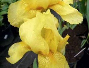 Kosatec žlutý Iris pseudacorus je vytrvalá rostlina, jejíž výška se pohybuje v rozmezí 50 až 150 cm.