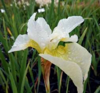 Kosatec sibiřský Iris sibirica 'White Swirl' je nenáročná trvalka dorůstající do výšky 70 až 90 cm. Listy jsou úzké, trávovité, světle zelené. Květy jsou velké, bílé s nažloutlým středem. Kvete v květnu až v červnu a vytváří husté porosty.