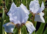 Kosatec vousatý (německý) Iris barbata-nana 'Oberschwaben' má květy světle modré s modrým žilkováním, dosahuje výšky 60 až 80 cm.