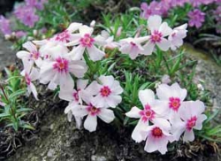 Kultivar, který si každý zamiluje. Phlox subulata 'Daisy Hill' je nádherný, když visí někde přes hranu kamene ve skalce či v suché zídce. Nesmí být v příliš úzké spáře mezi kameny, kde by během pár let zakrněl.