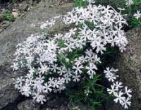 Phlox bifida 'Frohnleiten' byl vyšlechtěn v Německu. Je nenáročný, ale nemá rád přímé celodenní slunce. Lépe se mu daří na kamenitém svahu skalky, aby od něj rychle odtékala voda.