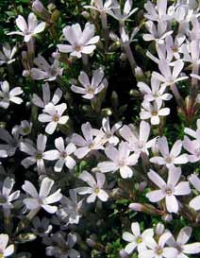 Velmi málo známý, přitom poměrně nenáročný je Phlox roseiflora. Má-li slunce jen dopoledne, rychlý odtok vody po dešti či zálivce, pak si bude ve vaší skalce spokojeně a pomalu růst.