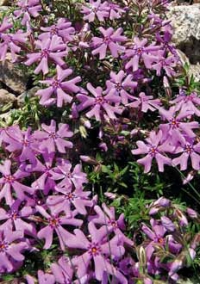 Kultivar Phlox subulata 'Fort Hill' má rád plné slunce a větší plochu kolem rostliny. Půdu s pískem, trochou humusu a štěrkem.