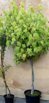Abutilon, česky mračňák, se velmi dobře pěstuje jako stromeček na kmínku. Barva květů bývá červená, růžová, žlutá nebo bílá, časté jsou i dvoubarevné.