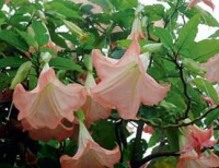 Květy rodu Brugmansia jsou obrovské, až 30 cm dlouhé.