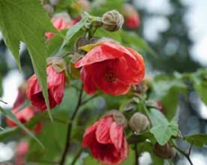 Abutilon může mít květy zvonečkovitě rozšířené nebo s nápadným nafouklým kalichem.