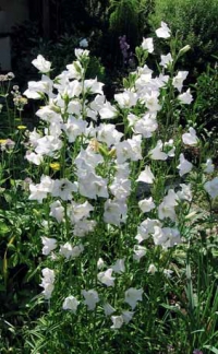 Bíle kvetoucí odrůda zvonku vhodně doplňuje zahradu (Campanula persicifolia).