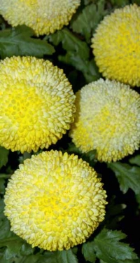 Chrysanthemum ´Boris Becker Sunny´.
