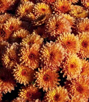 Chrysanthemum skupiny Multifl ora.