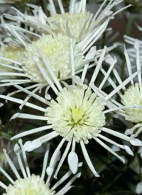 Chrysanthemum ´Vesuvio White´.