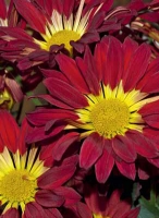 Chrysanthemum ´Milenco´.