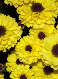 Chrysanthemum ´Vimini´, typ Santini.