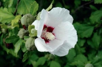 Hibiscus syriacus 'Red Heart' má menší květy než tropické druhy, ale kvete velmi bohatě.