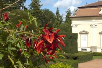 Neobvyklé velké červené květy malého stromku Erythrina crista-galli, neboli česky a ne moc hezky – zarděnice. Pochází ze severní Argentiny a snáší teploty kolem bodu mrazu.