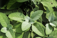 Šalvěj lékařská (Salvia officinalis) má velmi dobré účinky proti bolesti v krku.