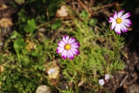Každé zákoutí oživí svými drobnými kvítky Cosmos.