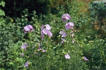 Sléz pižmový (Malva moschata) stejně jako podobný sléz léčivý (M. alcea) jsou dvouleté až vytrvalé byliny. Kvetou od června do září. Nálev z listů pomáhá proti zánětu horních cest dýchacích a zánětu žaludku. V koupeli hojí vředy.