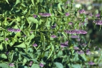 Agastache anýzová (Agastache foeniculum) je trvalka asi 1 m vysoká, snese mráz až do –20 °C. Kvete od července do srpna. Čaj z listů nebo salát z mladých listů pomáhají proti nachlazení.