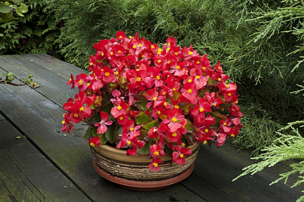 Begonia Semperflorens - hybrid