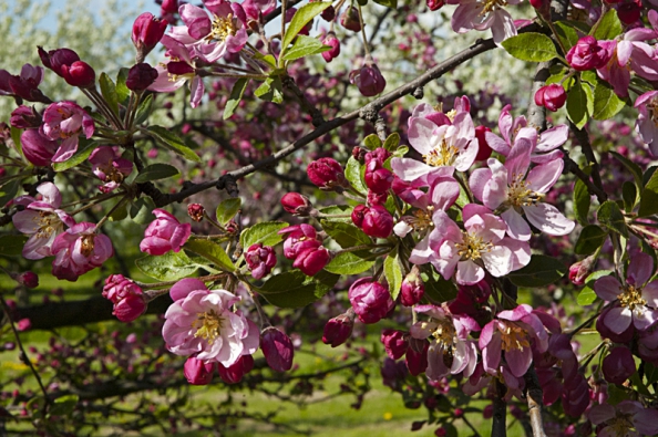 Jabloň - Malus Hillierii