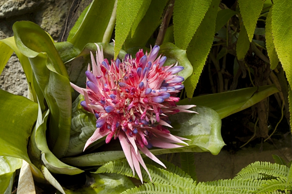 Bromelie Aechmea Fasciata