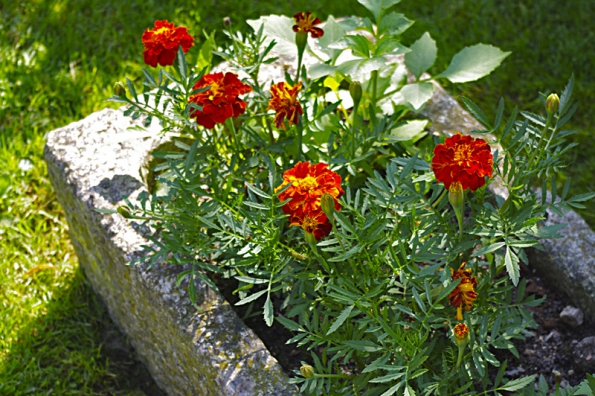 Aksamitník, česky afrikán (Tagetes), ozdobí jakýkoli záhon či nádobu. Je nenáročný na péči a bohatě kvete až do prvních mrazů.